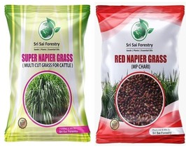 Super Napier Grass,Hybrid Grass,Australian Red Napier Grass,Elephant Grass. .... - £39.08 GBP