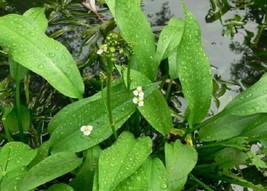 European Water-plantain - Mad-dog Weed- Alisma plantago-aquatica-25+ see... - $70.34 MXN