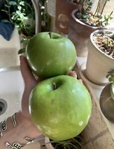 SEPTH 5 Green Apple Granny Smith Seeds Fruit Tree Organic Usa Homegrown Heirloom - £5.78 GBP