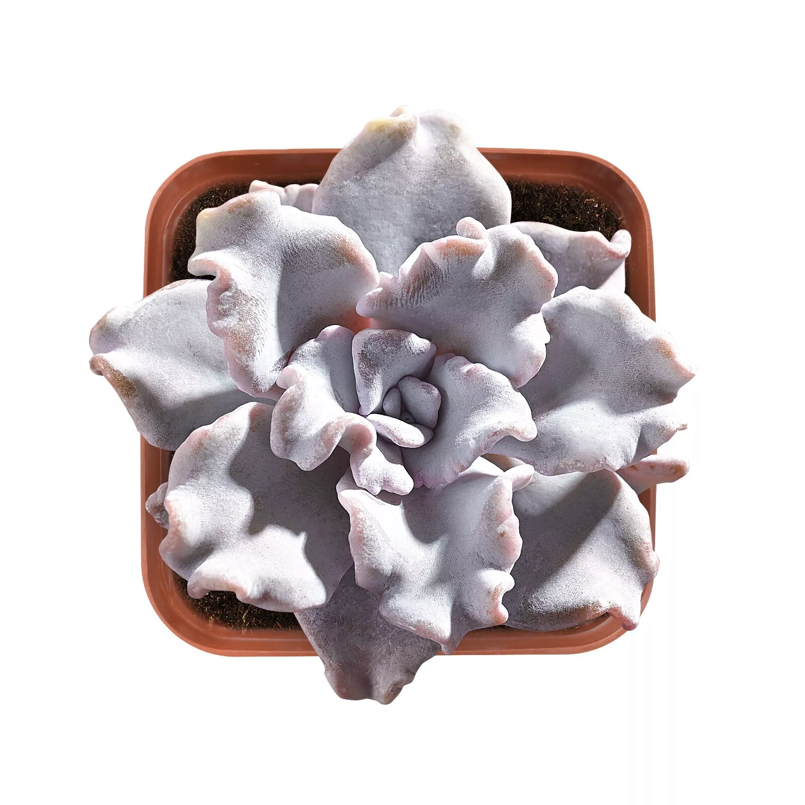 Rare Echeveria &#39;Crispate Beauty&#39; Succulent Plant, Full rooted in 2&#39;&#39; Pla... - $30.00