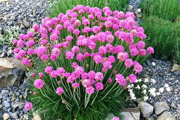 50 Sea Thrift Armeria Maritima California Sea Pink Cliff Rose Flower See... - £6.29 GBP