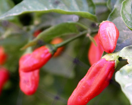 Wild West Organics Arizona Organic Bird Pepper Seeds - £11.86 GBP