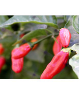 Wild West Organics Arizona Organic Bird Pepper Seeds - $20.08 CAD