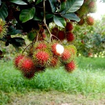 FROM US Live Fruit Tree 4’-6’ Nephelium lappaceum (Long Seed Big Rambutan) TP15 - £129.45 GBP