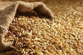 Indian Premium Raw Barley Seeds Sabut Jau For Pooja/ Eating 100-1000gm F... - $11.33+
