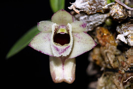 Dendrobium Hekouense Mini Miniature Orchid Mounted - £24.79 GBP