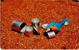 Postcard Macaw Blue Gold Wimpy  Parrot Jungle Florida 1956 Unposted - £3.95 GBP