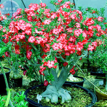 New Fresh Adenium Whitish Red Petal Flower Seeds 2 Seeds Pack Single Lay... - $5.16