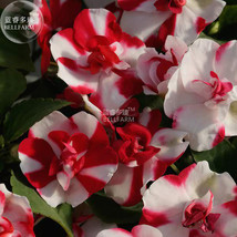 New Fresh Impatiens Red White Flash Flower Seeds 20 Seeds Semi Double Rosebud Ty - $5.88