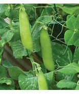 SRN Pea Wando 50 Seeds Great Tasting And Easy To Grow Ined Garden - $14.03 CAD