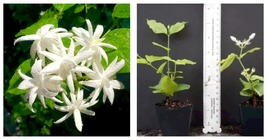 Jasminum Sambac Double Belle Of India Jasmine Starter Plant~ Intensely Fragrant - £36.07 GBP