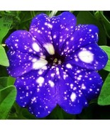 Starry Sky Petunia Seeds BELLFARM 200PCS - £9.87 GBP