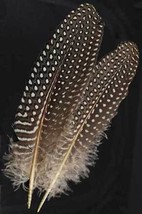 Two Guinea Hen Wing Feathers for use as a Quill or Saging! - €1,67 EUR