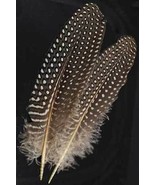 Two Guinea Hen Wing Feathers for use as a Quill or Saging! - $36.58 MXN