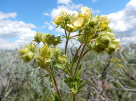 GIB 50 Prairie Cinquefoil Tall Potentilla Arguta White Yellow Native Flower Seed - £14.07 GBP