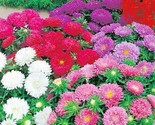 250 Seeds China Aster Powder Puff Mix Seeds Cut Flowers Summer Fall Gard... - $8.99