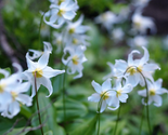 Sale 10 Seeds White Avalanche Lily Erythronium Montanum Native Alpine Fl... - £7.89 GBP