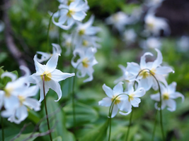 Sale 10 Seeds White Avalanche Lily Erythronium Montanum Native Alpine Flower USA - £7.76 GBP