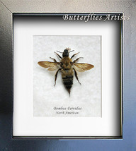Real Stripped Bumble Bee Bombus Fervidus Entomology Collectible Framed Display - £47.40 GBP