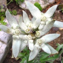 Leontopodium Alpinum Edelweiss Seed New Fresh Seeds USA - $10.88