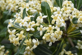 FREE SHIPPING Pittosporum tobira Cheesewood Japanese Mock Orange 10 Seeds - $17.99