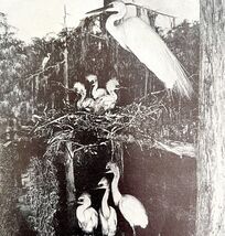 Egrets In Nest With Young 1936 Bird Print Nature Collectible Ephemera DWU13 - $371.04 MXN