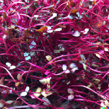 ArfanJaya 2000 Amaranth Red Garnet Seeds Non Gmo Heirloom Bulk Microgreens Or Pl - £7.35 GBP