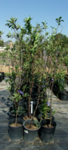 RUBY SWEET PLUM 4-6 FT Fruit Tree Plant Healthy Trees Sweet Plums Blossom Plants - £76.68 GBP
