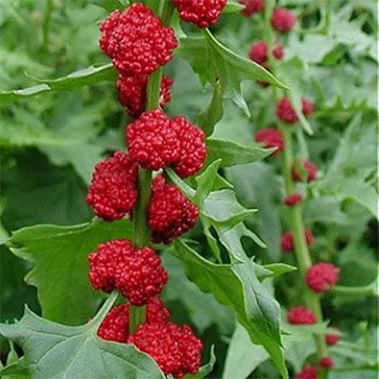 US Seller 100 Seeds Strawberry Spinach Chenopodium Foliosum - £7.65 GBP