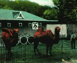 St Joseph Missouri MO Moila&#39;s Camels Krug Park 1910s UNP Vtg Postcard - £3.12 GBP