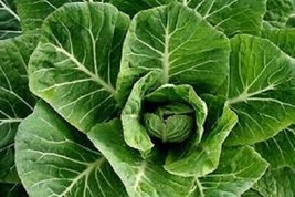 USA SELLER Champion Collard Greens Huge Juicy Leaves Fresh Organic Seeds Fresh N - £7.71 GBP