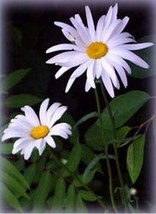 GIB Shasta Daisy Chrysanthemum Maximum 100 seeds - $9.00