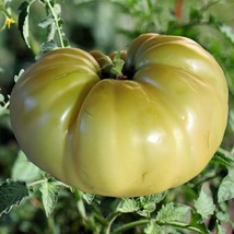 Great White Tomato Seeds Gardening USA Shipping - £7.88 GBP