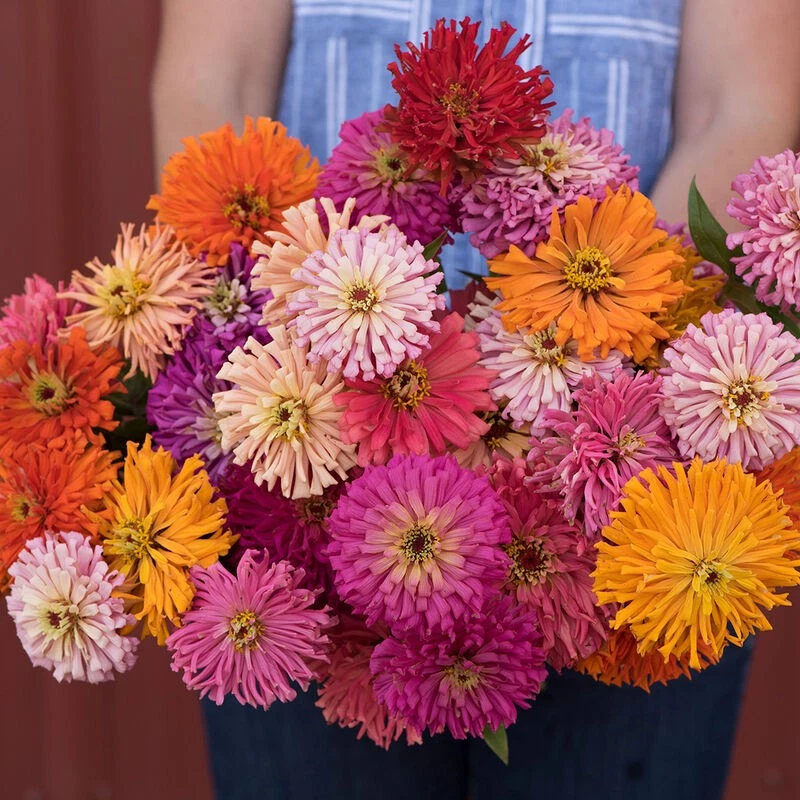 200+ CACTUS FLOWERED ZINNIA SPRING MIX -- HEAT DROUGHT TOLERANT --- COLO... - $7.65