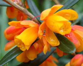 Fast Ship USA Seller Berberis Trigona Orange King 10 Seeds - £19.03 GBP