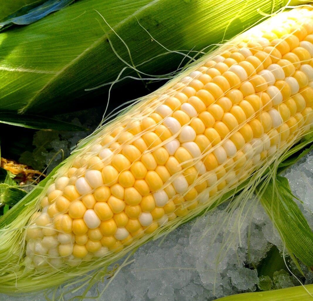 23 Seeds Corn Peaches And Cream Bicolor Sweet Fresh Seeds Fast Shipping - $8.68