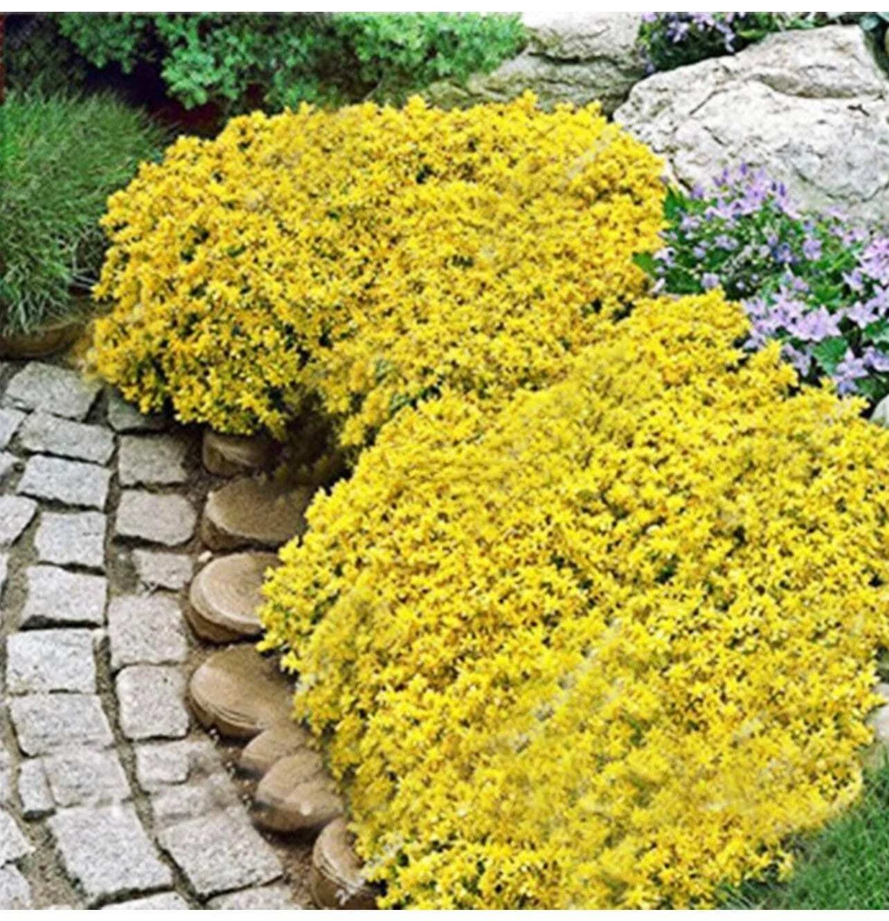20+ seeds rare Golden Rock Cress Heirloom, Ground Cover Plants Easy to P... - $5.59