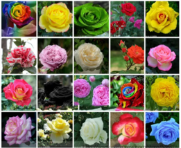 SEED 20 Colors Rose Shrub Flower Seeds - £3.13 GBP