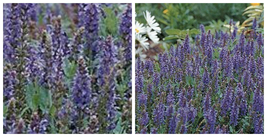 Blue Hill Salvia Perennial - Long Bloomer - Quart Pot - C2 - £41.61 GBP
