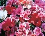 Beautiful Godetia Seeds 200 Seeds  Fast Shipping - $7.99