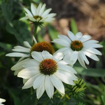 Echinacea Seeds Cone Flower Seeds Echinacea Pow Wow White 25 Seeds Garde... - $23.45