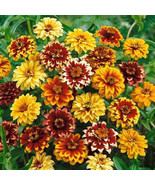 KKG Zinnia Haageana Mexican Zinnia Persian Carpet s Delicate Blooms US S... - $518.07 MXN