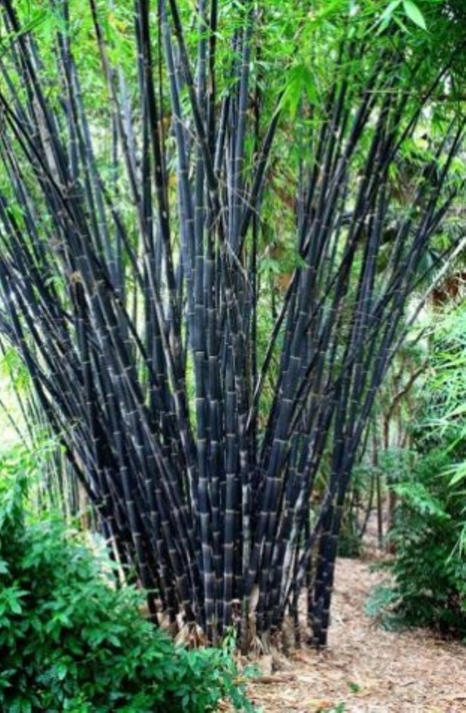 Primary image for 50 Pcs Seeds Privacy Clumping Tropical Black Bamboo Plant - RK 