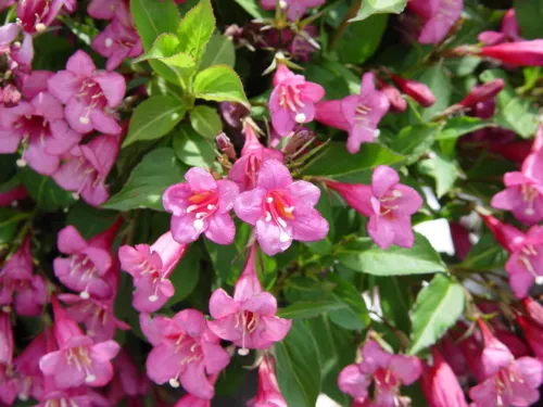 New Weigela Florida Shrub Bush Seeds Hummingbirds Old Fashioned Flowers ... - $11.78