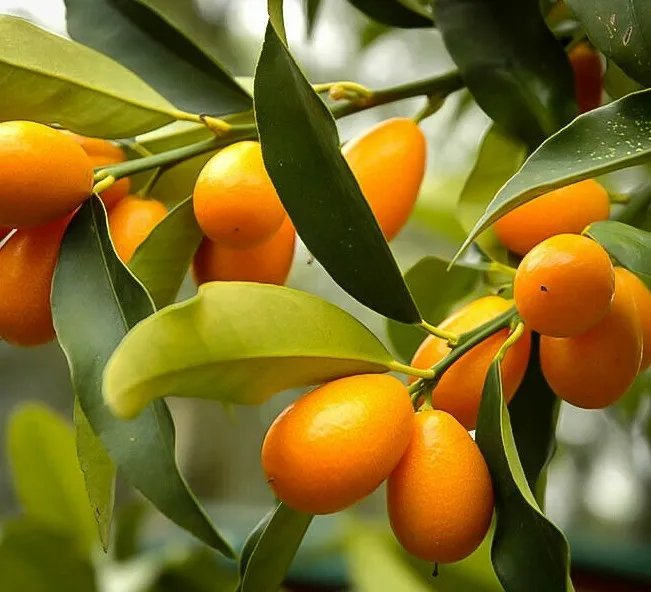 Nagami Kumquat Tree 12-24&quot; Tall Live Citrus Plantted Grafted - £107.62 GBP