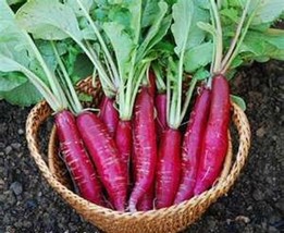 China Rose Radish | Non-GMO | Heirloom | Organic | Free shipping | Asian Veg. - $2.65+