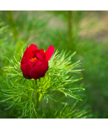 Double Flowering Fernleaf Peony Rubra Plena fower - 50 Seeds - $13.89