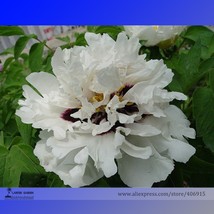 Heirloom &#39;Xue Shan Jin Ding&#39; White Black White Black Peony Tree Flower 5... - $7.99