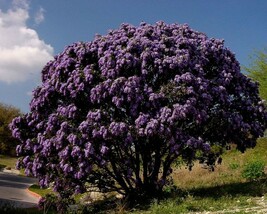 Sophora Secundiflora (Texas Mountain Laurel) 5 seeds - £1.66 GBP