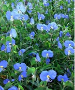 KB 20 Asiatic Dayflower Seeds (Commelina Communis) Organic Heirloom 11 H... - $11.19